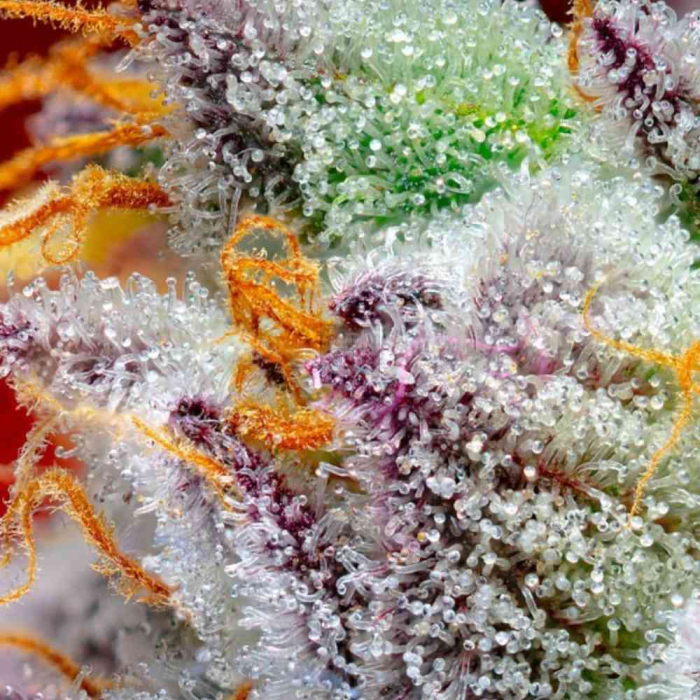 Red Gorilla Girl XL Auto