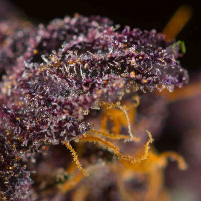 Red Poison Auto