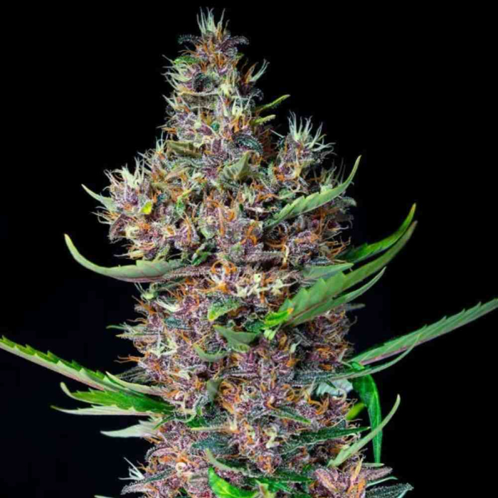 Red Poison Auto