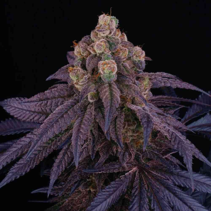 Red Red Wine (Rozay x Jet A)