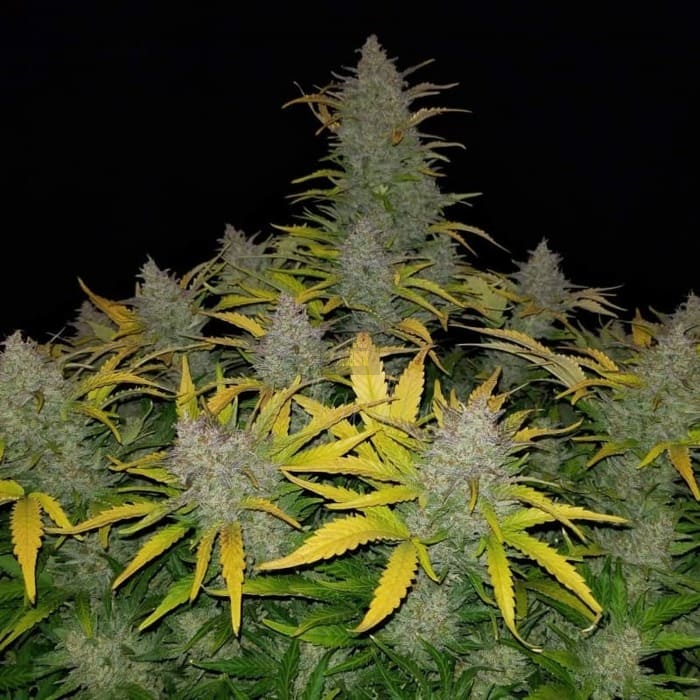 Rhino Ryder Auto