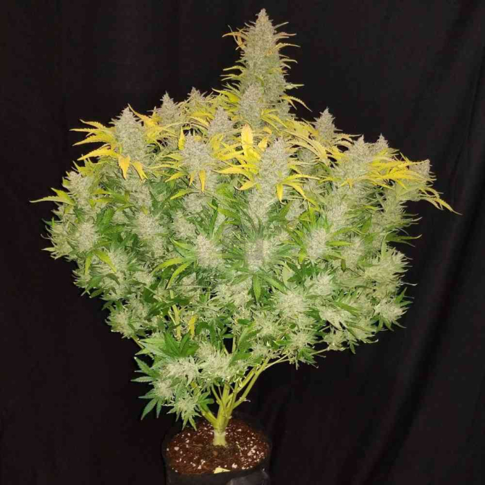 Rhino Ryder Auto