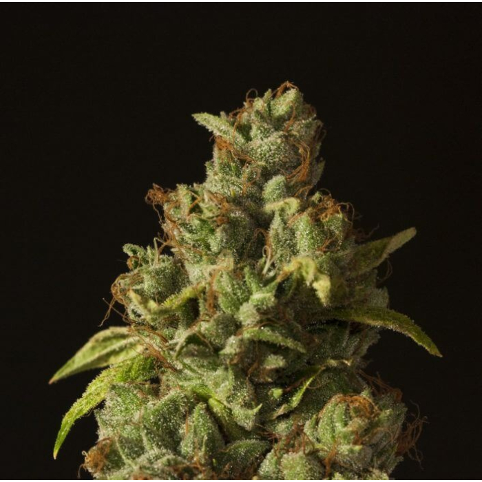 Rollex OG Kush