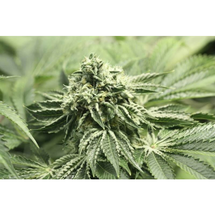 Rollex OG Kush