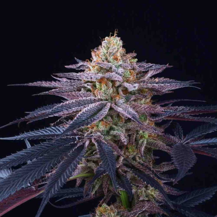 Rotten Apple (Lemon Butter Cream x Jet A)