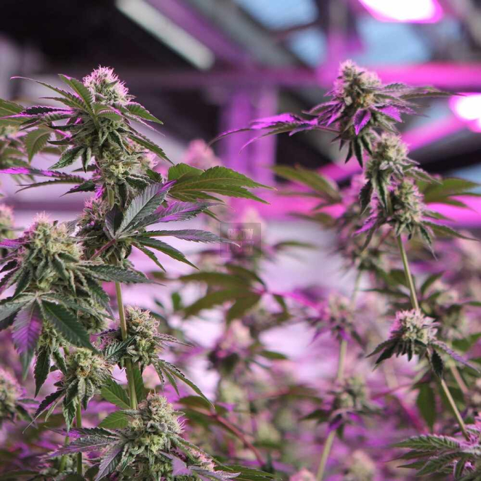 RS11 X Banana OG