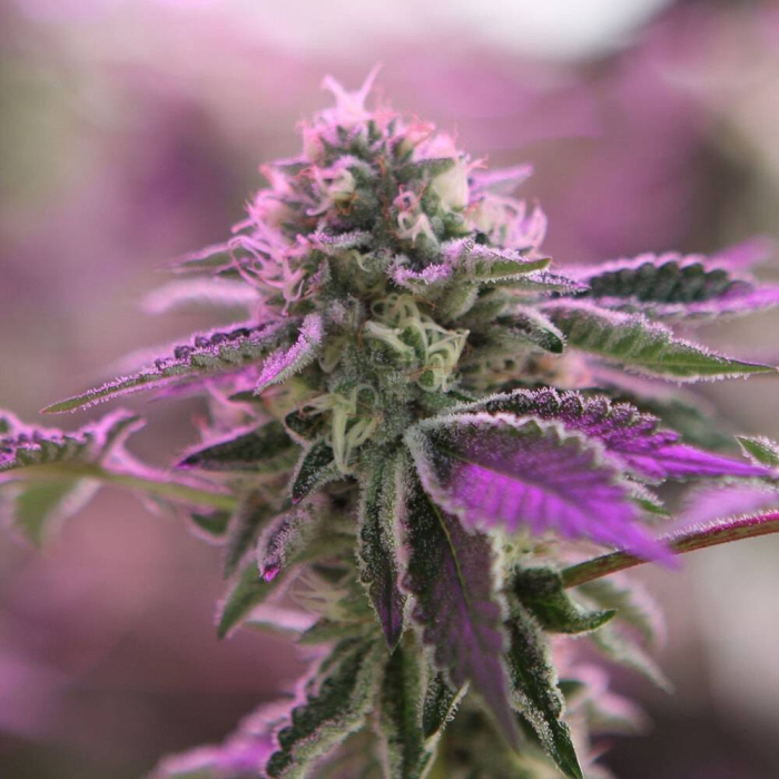 RS11 X Banana OG