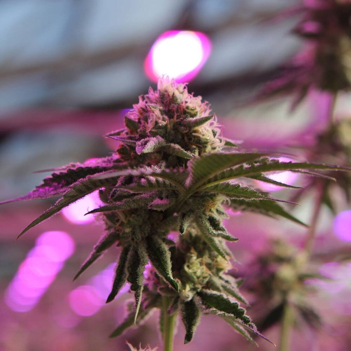 RS11 X Banana OG