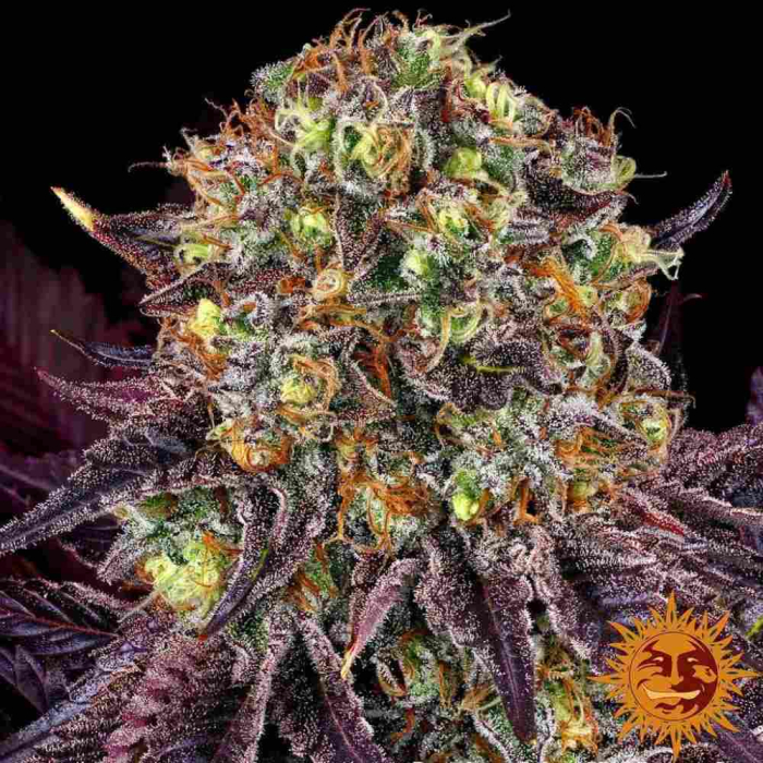 Runtz X Layer Cake