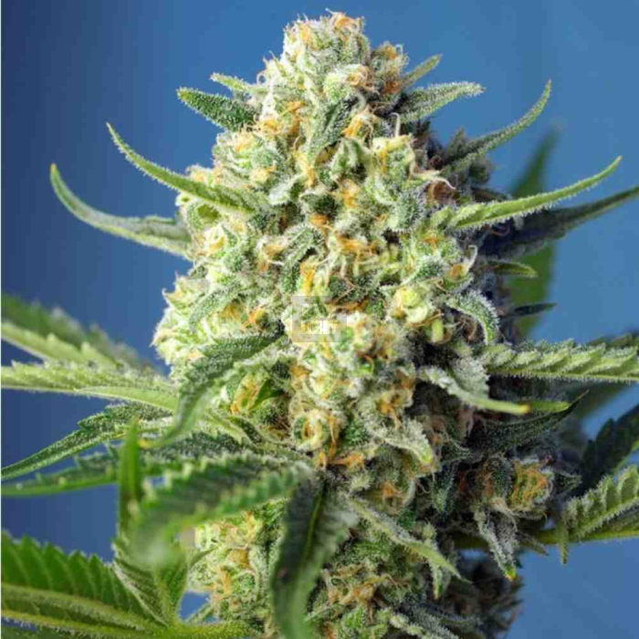 S.A.D. Sweet Afgani Delicious Auto