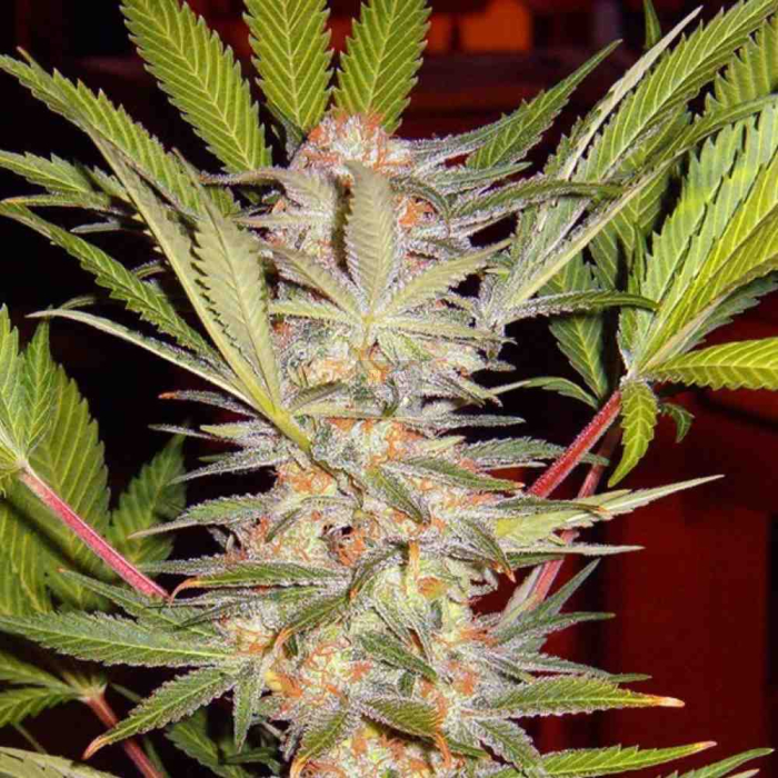 S.A.D. Sweet Afgani Delicious F1