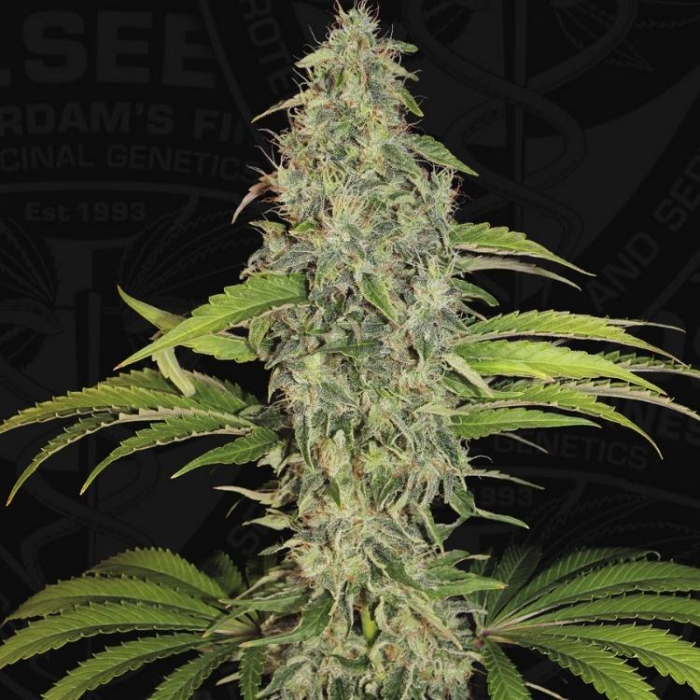 S.A.G.E. CBD Feminizada