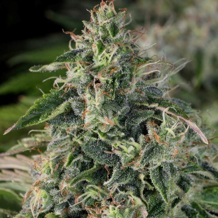 S.A.G.E. CBD Feminizada