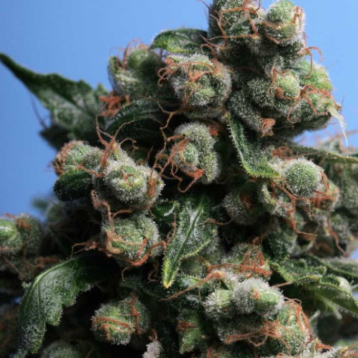 Sage´n Sour