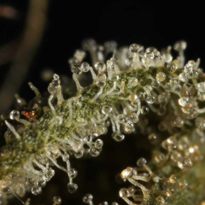 Sage´n Sour