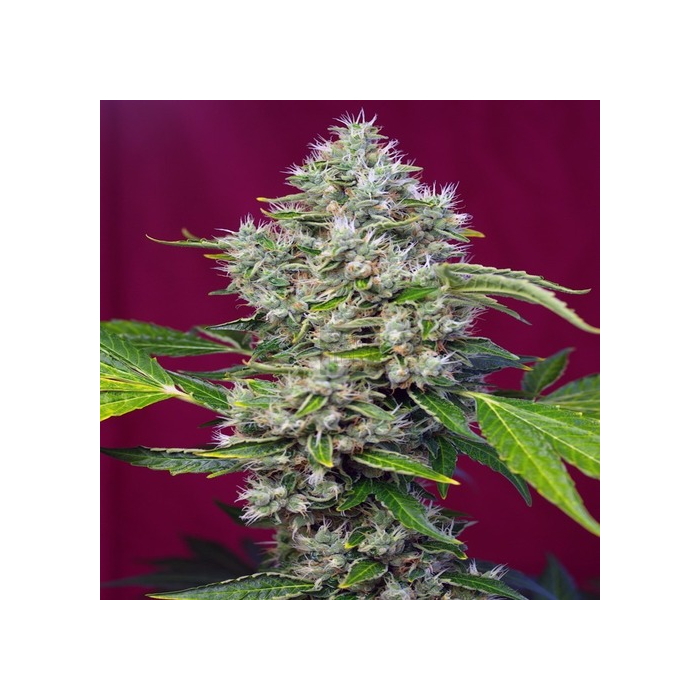 San Fernando Lemon Kush