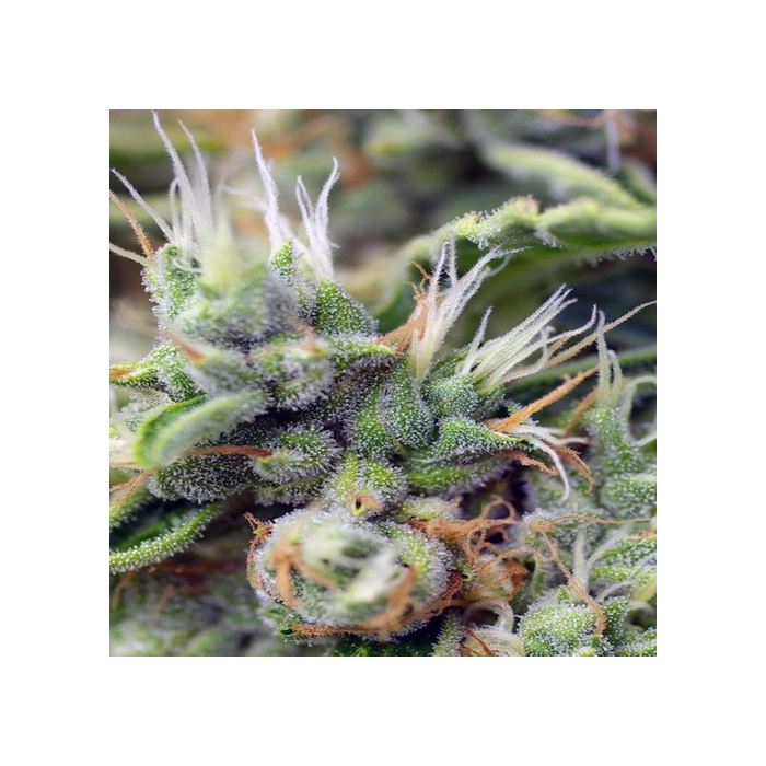 San Fernando Lemon Kush