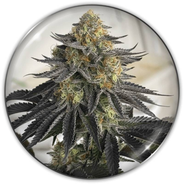 Sanativa CBD Auto
