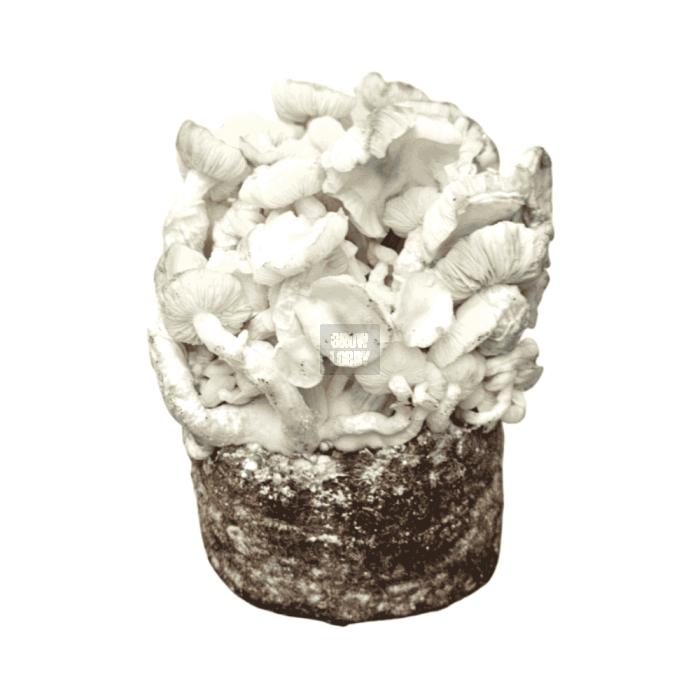 Pan de Setas Albino Teacher