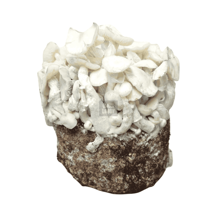 Pan de Setas Albino Teacher