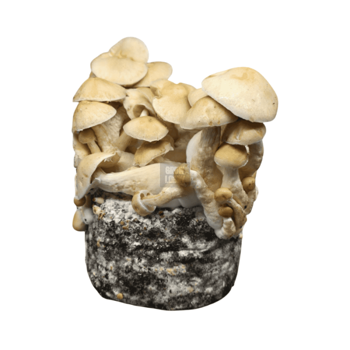 Pan de Setas Cascadian Teacher