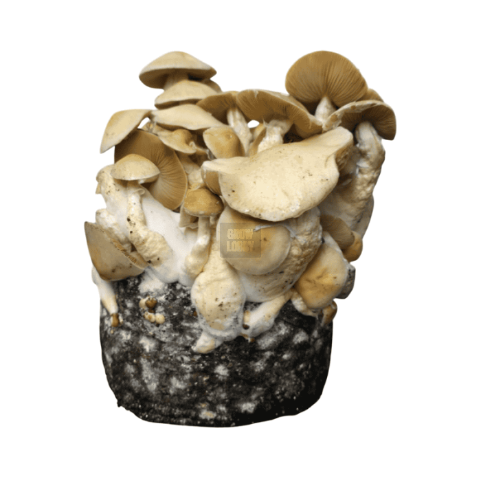 Pan de Setas Cascadian Teacher