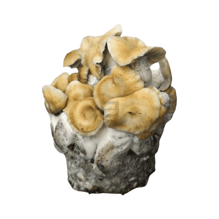 Pan de Setas HillBilly Pumpkin