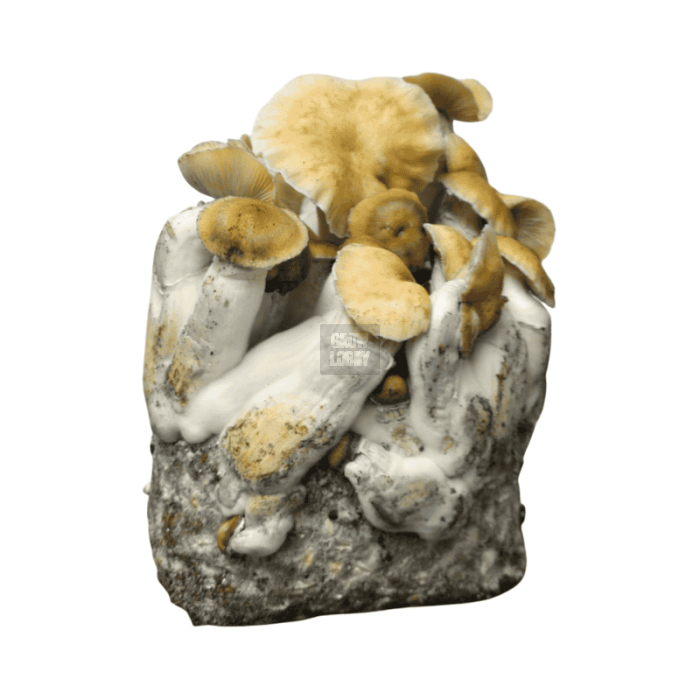 Pan de Setas HillBilly Pumpkin