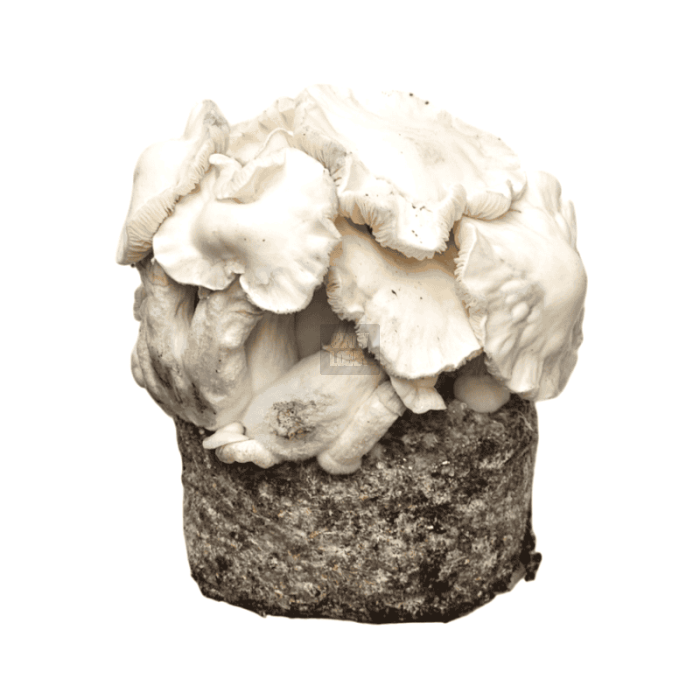 Pan de Setas Jack Frost