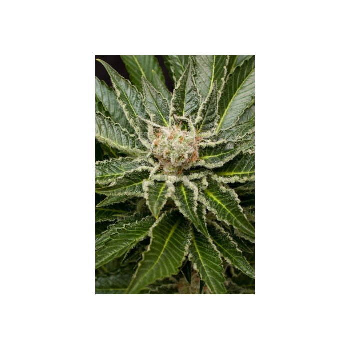 Shark Attack Shark Attack