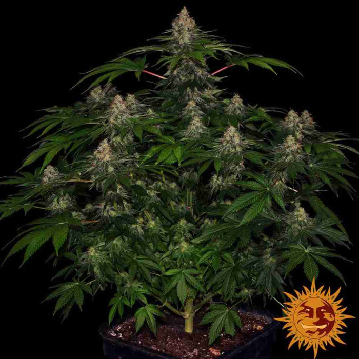Shiskaberry