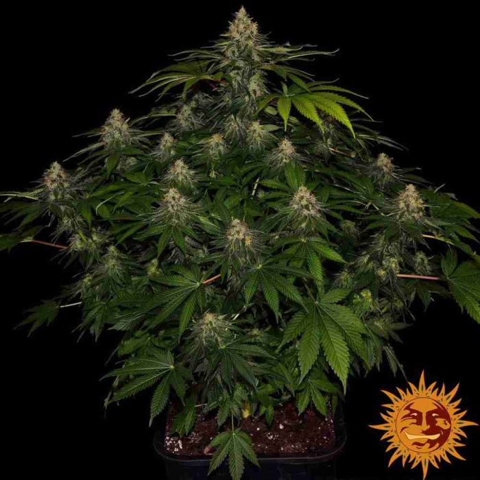 Shiskaberry