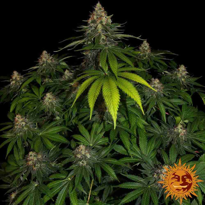 Shiskaberry