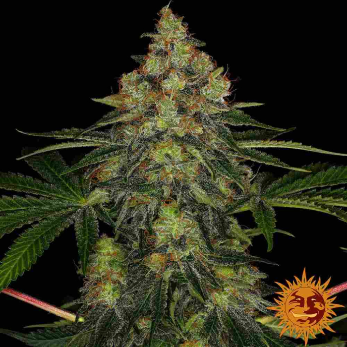 Shiskaberry