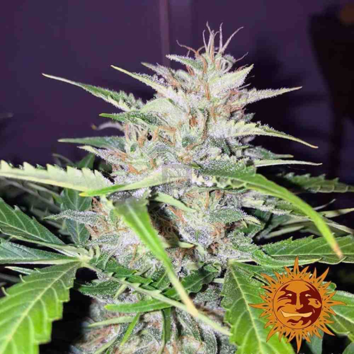 Sin Tra Bajo Auto Sin Tra Bajo Auto