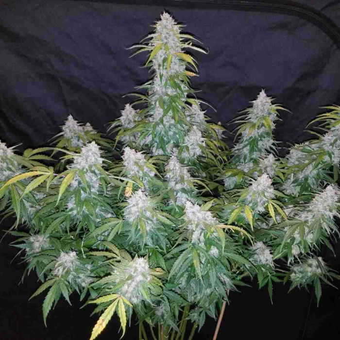 Six Shooter Auto