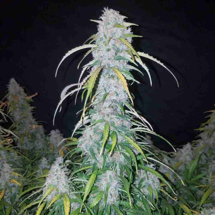 Six Shooter Auto