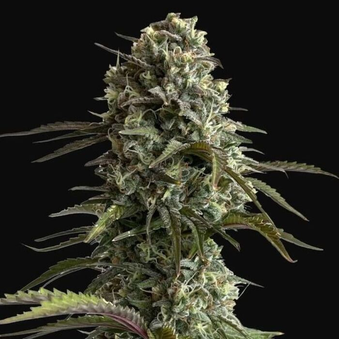 Skunk Auto