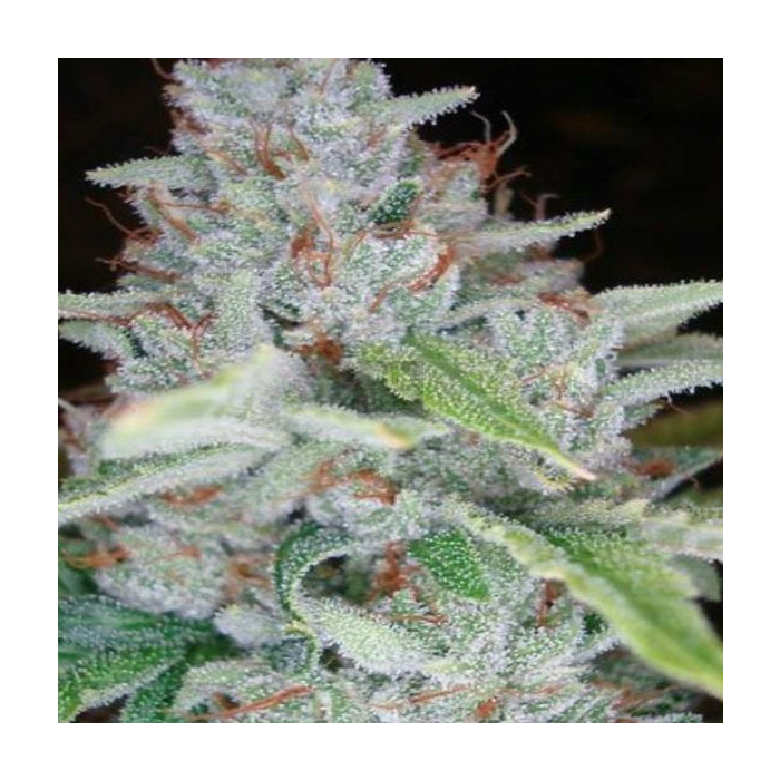 Skywalker Kush Skywalker Kush