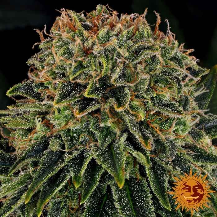 Skywalker OG Auto