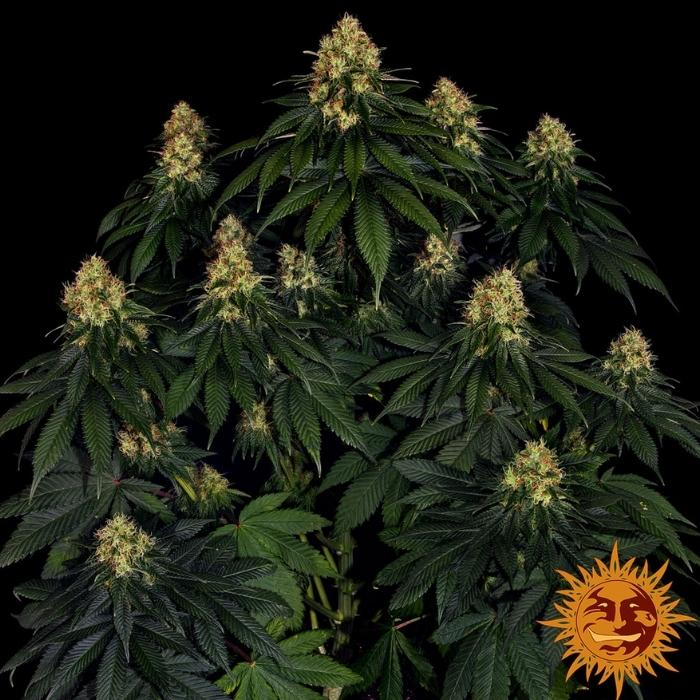 Skywalker OG Auto