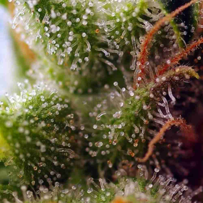 Skywalker OG Runtz XL Auto