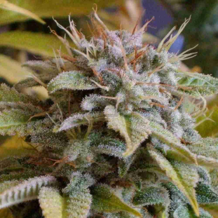 Somango OG Somango OG