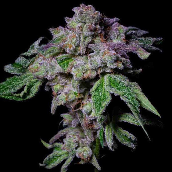 Sour Aloha