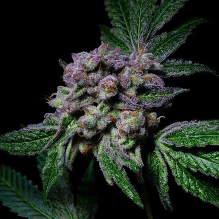Sour Aloha