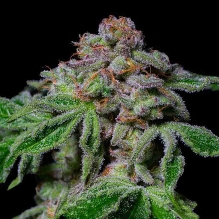 Sour Aloha