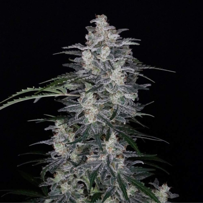 Sour Cake XL Auto Sour Cake XL Auto