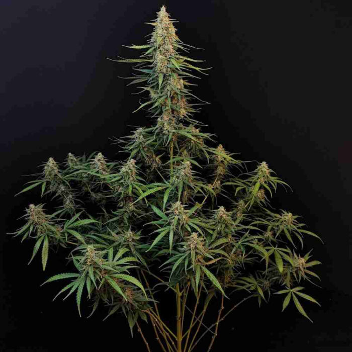 Sour Diesel Auto Fast Buds