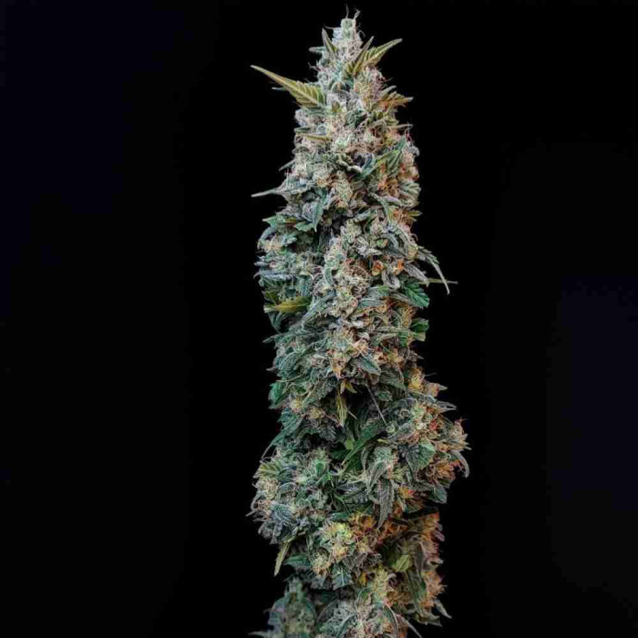 Sour Diesel Auto Fast Buds