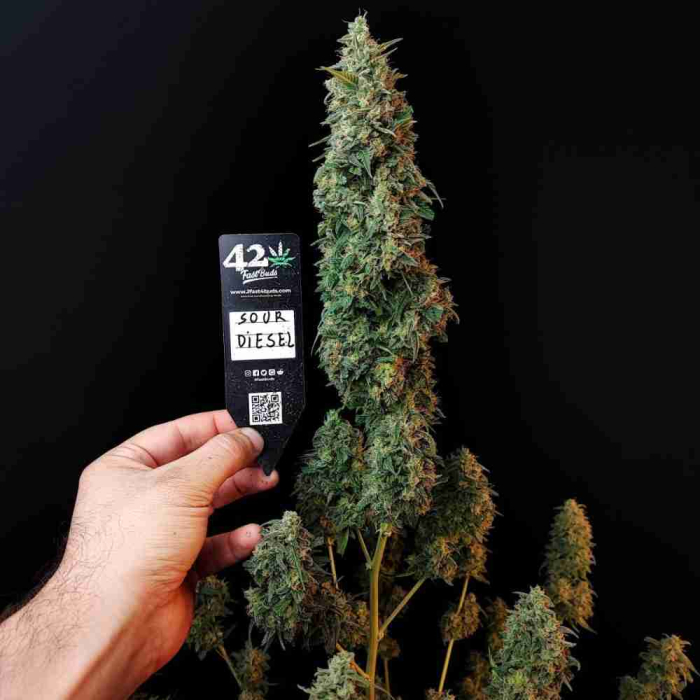 Sour Diesel Auto Fast Buds